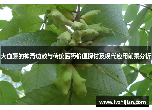 大血藤的神奇功效与传统医药价值探讨及现代应用前景分析